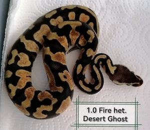 1.0 Fire het Desert Ghost Nz25