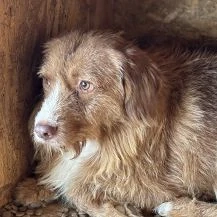 Janosch L ca. 42 cm   der Ruhige