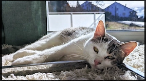unglaublich anhängliche, neugierige junge Glückskatze Vanessa sucht ein tolles Zuhause Bild 6