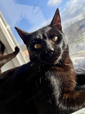 toller junger Kater Joshi liebt Menschen und sucht ein tolles Zuhause mit Artgenossen