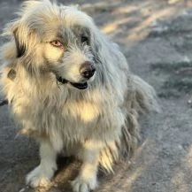 Liam B ca. 55 cm   steht vor einer Herausforderung Bild 3