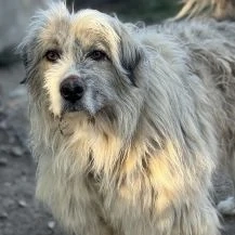 Liam B ca. 55 cm   steht vor einer Herausforderung