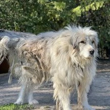 Liam B ca. 55 cm   steht vor einer Herausforderung Bild 2