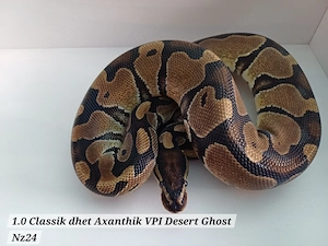 1.0 Classik dhet Axanthik VPI Desert Ghost Nz24