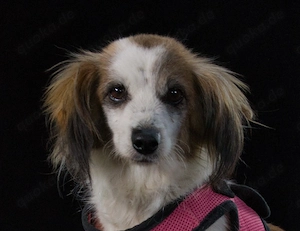 Pipoca, glückliche Rettung