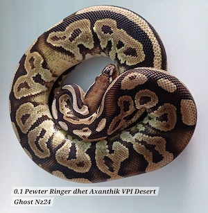 0.1 Pewter Ringer dhet Axanthik VPI Desert Ghost Nz24