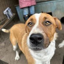 Nick ca. 50 cm   der Aufgeschlossene