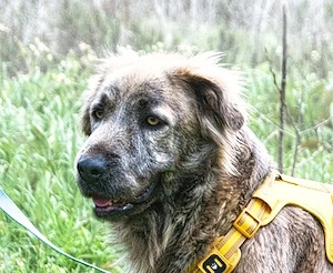 Nirvana, eine sensible Hündin