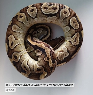 0.1 Pewter dhet Axanthik VPI Desert Ghost Nz24