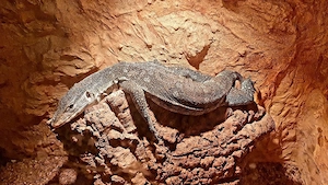 Jungle Nilwaran von 21 