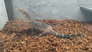 Jungle Nilwaran von 21 