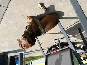 Dackel braun orange 1 Jahr 