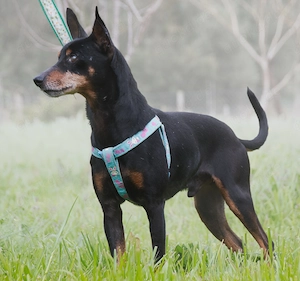 Lucio - ein freundlicher Begleiter