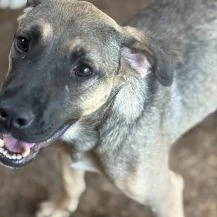 Julia R ca. 45 cm   wurde im Stich gelassen