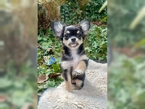 Liebevolle Chihuahua-Welpen suchen ein liebevolles Zuhause Diese bezaubernden 