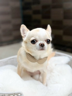 Unsere Liebe Chihuahuahündin hat am 05.03.26 fünf gesunde Welpen zur Welt gebracht.  Sie wachsen inm