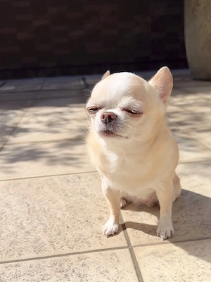 Liebevolle Chihuahua-Welpen suchen ein liebevolles Zuhause