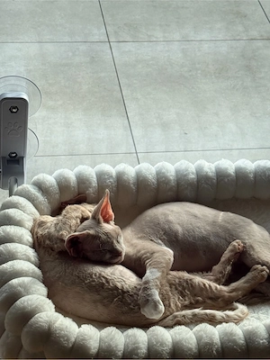Zwei junge Devon Rex Kater suchen gemeinsam ein liebevolles Zuhause