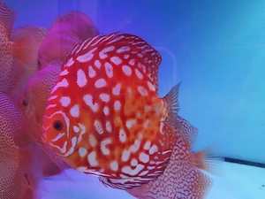 Diskus Nachzuchten abzugeben  Bild 2