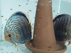 Diskus Nachzuchten abzugeben 