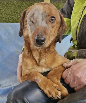 Tapfere Poppy sucht ihr Glück