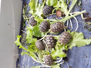 Pantherschildkröten 2 Jahre abzugeben 