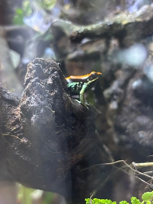 baumsteiger Frösche 