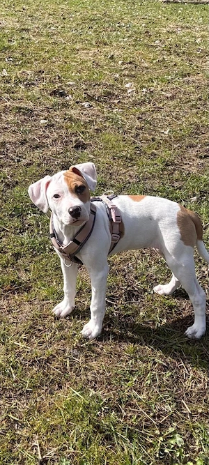 American Bully XL Welpe Hündin 