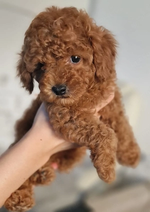 Toy-Pudel Welpen in der Farbe Red