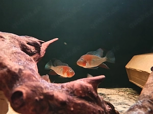 Acarichthys heckelii - Heckels Buntbarsche  Bild 4