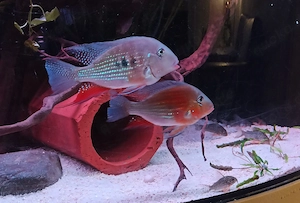 Acarichthys heckelii - Heckels Buntbarsche  Bild 5