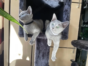 Abgabebereit!Reinrassige Russisch Blau Kitten mit Stammbaum