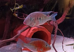 Acarichthys heckelii - Heckels Buntbarsche  Bild 3
