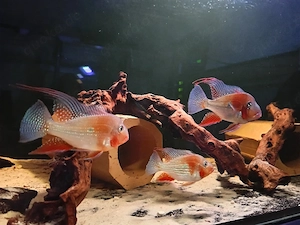 Acarichthys heckelii - Heckels Buntbarsche  Bild 2