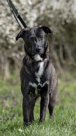 Nero - eine Seele von Hund