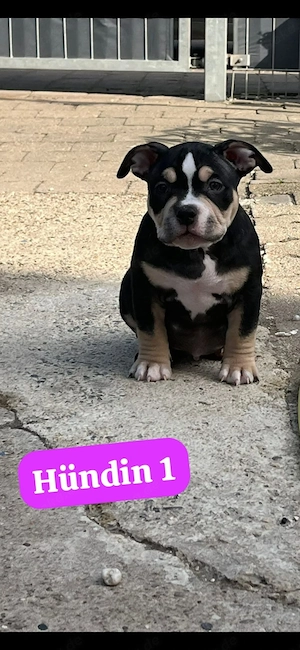 American  pocket Bully