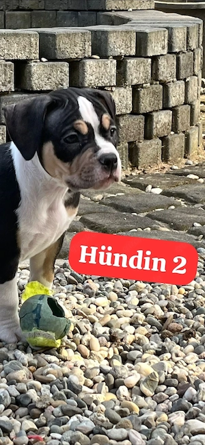 American  pocket Bully