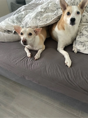 Hundebetreuung mit Herz   Bild 2