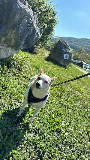 Hundebetreuung mit Herz   Bild 4