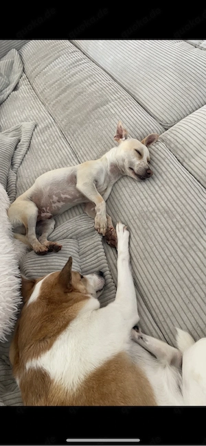 Hundebetreuung mit Herz   Bild 3