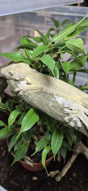 Das letzte Männchen!!! Uroplatus henkeli Nz'25 Bild 2