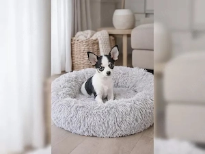 Bezaubernde Chihuahua-Welpen suchen ein liebevolles Zuhause