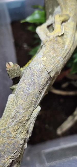 Das letzte Männchen!!! Uroplatus henkeli Nz'25 Bild 4