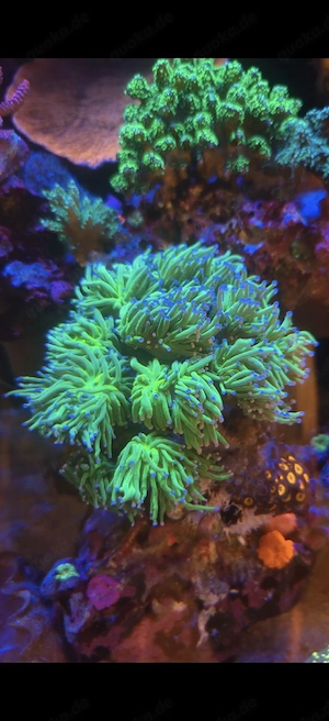 Euphyllia Glabrescensen Meerwasser