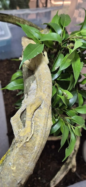 Das letzte Männchen!!! Uroplatus henkeli Nz'25 Bild 3