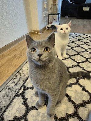 Katze und Kater beide 