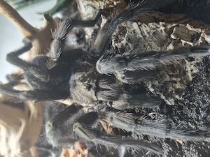Grammostola pulchra 1.0 RH