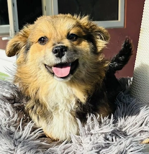 Mini Mäuschen Stella