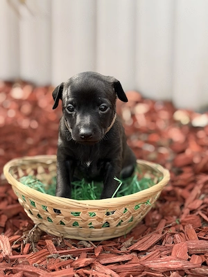 Italienisches Windspiel  AHT Welpen