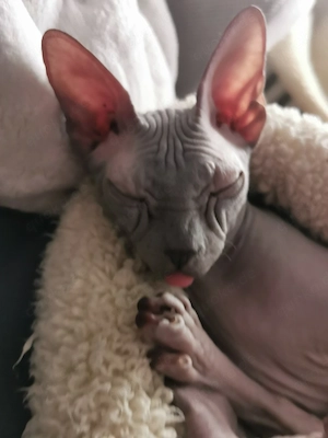 Don Sphynx Geschwister 